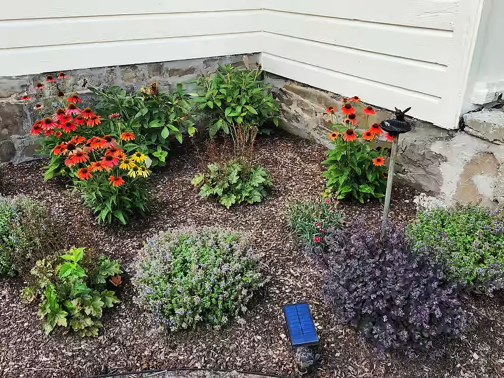 garden - left of front door